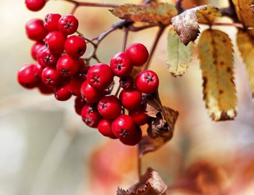 Die Eberesche – der Zauber eines machtvollen Baumes